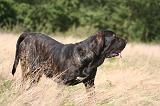 FILA BRASILEIRO 161